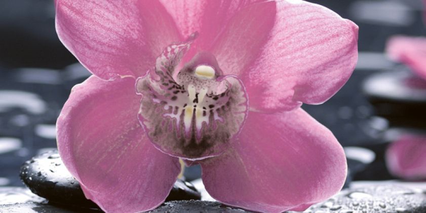 Орхидея 1 черный 25x50 10-04-04-162-1