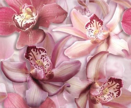 Porto Flowers Orchid Lila 50x60