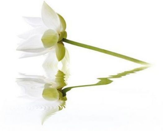 City White Lilies 40x50
