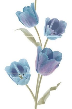Tulips Frios 50x75