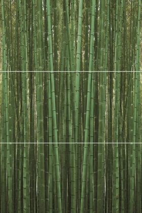 Bambu A/B/C 50x75
