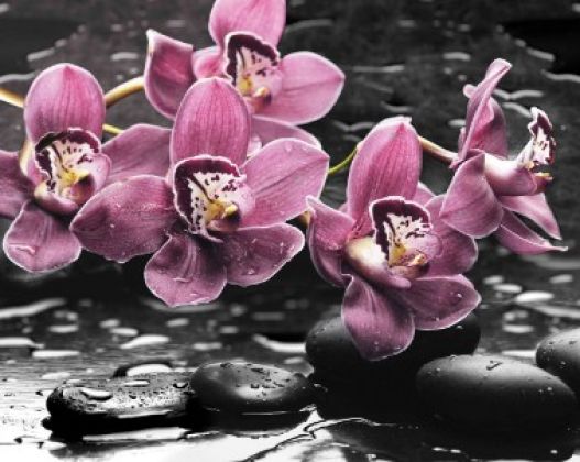 Панно Спа Орхидея 40x50
