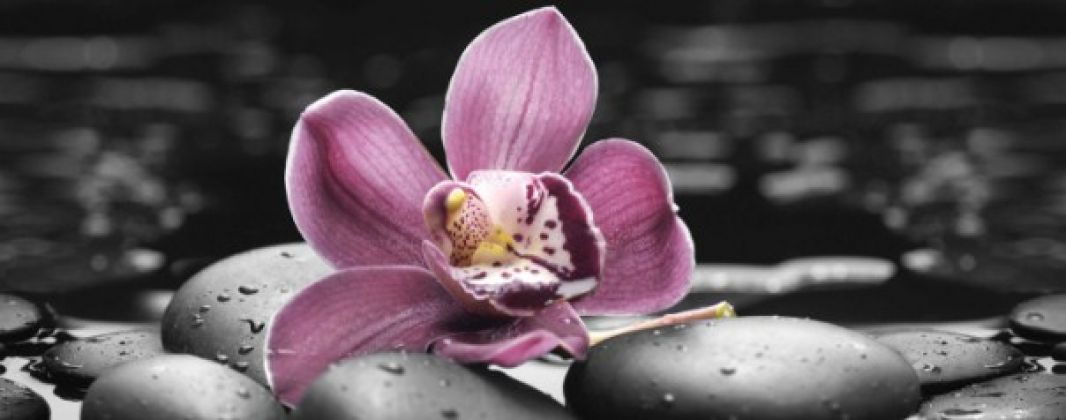 Спа Орхидея 1 20x50