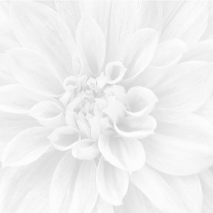 Crisantemo из 3-х шт 60x60