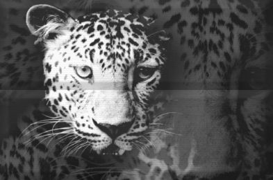Copmposicion Leopard