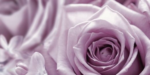 Роза фиолетовый 1