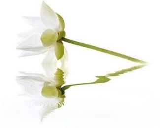 City White Lilies