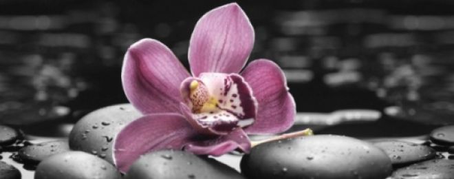 Спа Орхидея 1