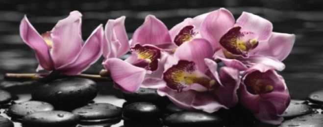 Спа Орхидея 2