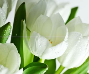 Панно Arco Digital Tulipany